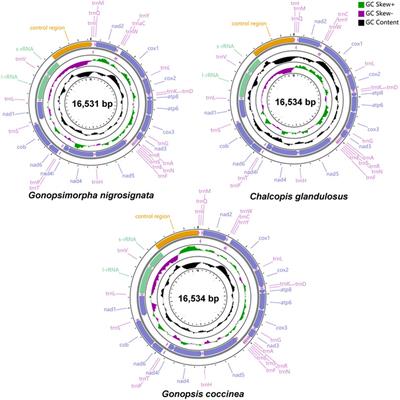 Comparative analysis and phylogeny of mitochondrial genomes of Pentatomidae (Hemiptera: Pentatomoidea)